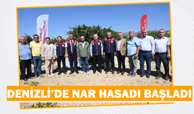 Denizli Irlıganlı'da Nar Hasadı Başladı